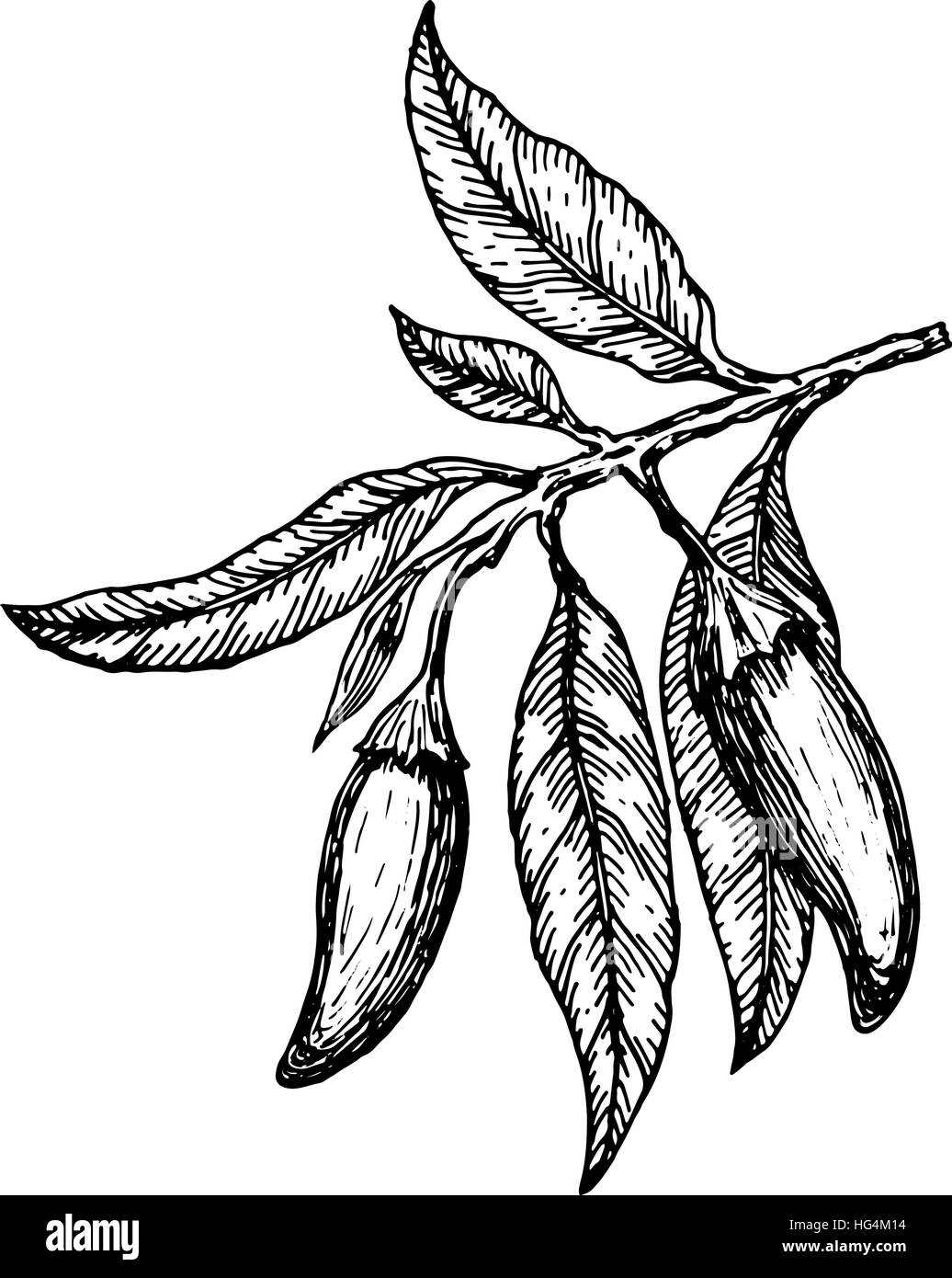 Poivrons сhili dessiné à la main sur une branche. Vector illustration. Illustration de Vecteur