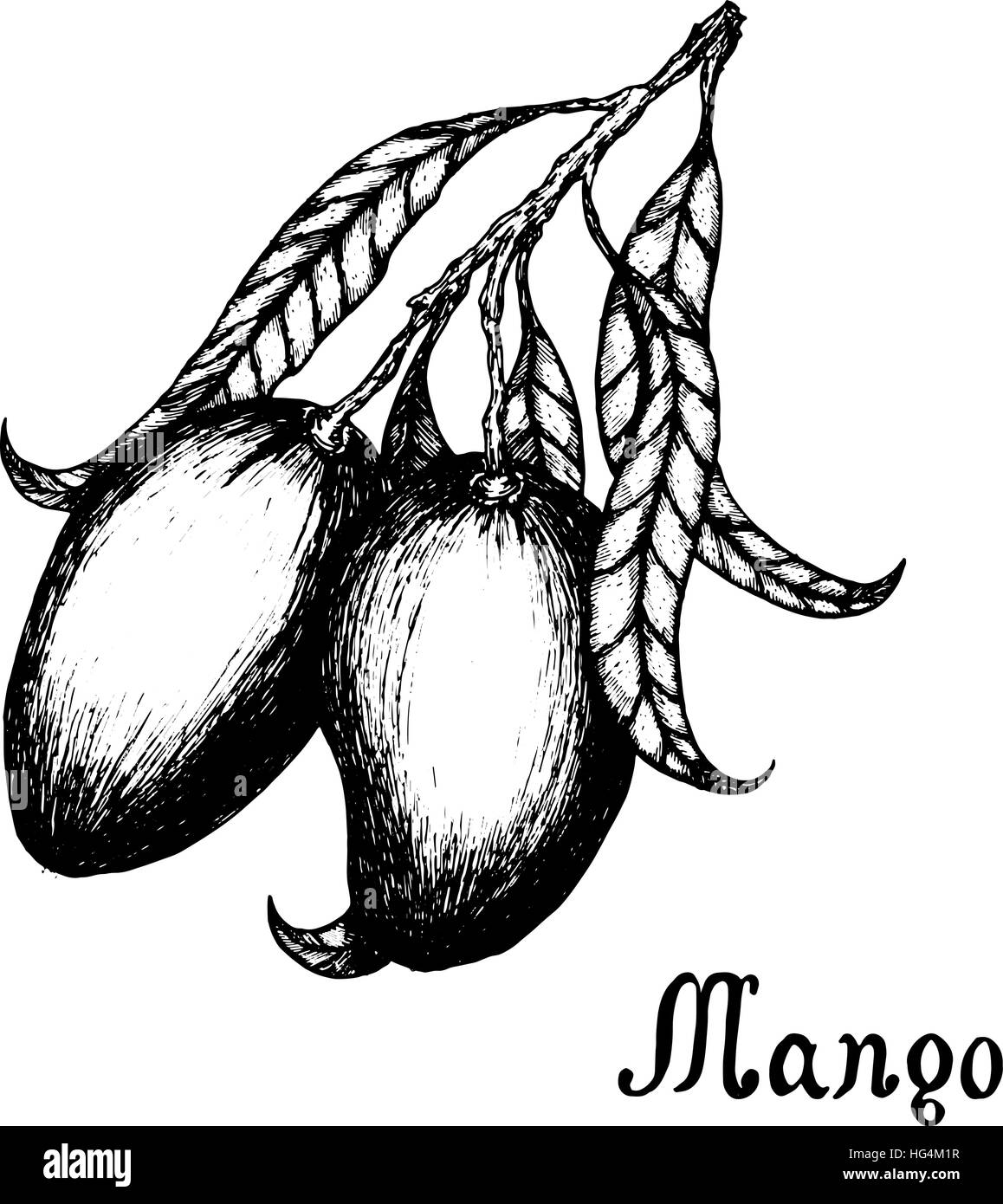 La direction générale de la mangue à la main avec les Leafs. Style croquis vecteur fruit illustration isolé sur fond blanc. L'alimentation biologique. Illustration de Vecteur