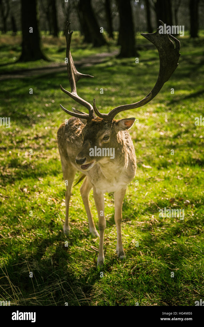 Magnifique portrait d'un cerf en liberté dans le parc Banque D'Images