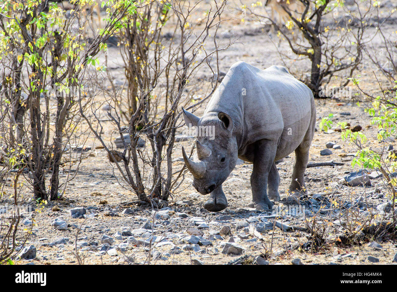 L'errance à travers la brousse de Rhino Banque D'Images