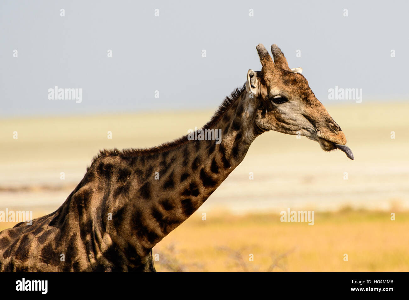 Girafe qui sort sa langue en public Banque D'Images