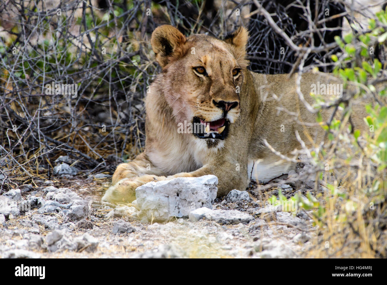 Gros plan d'une lionne à la recherche d'un abri contre le soleil Banque D'Images