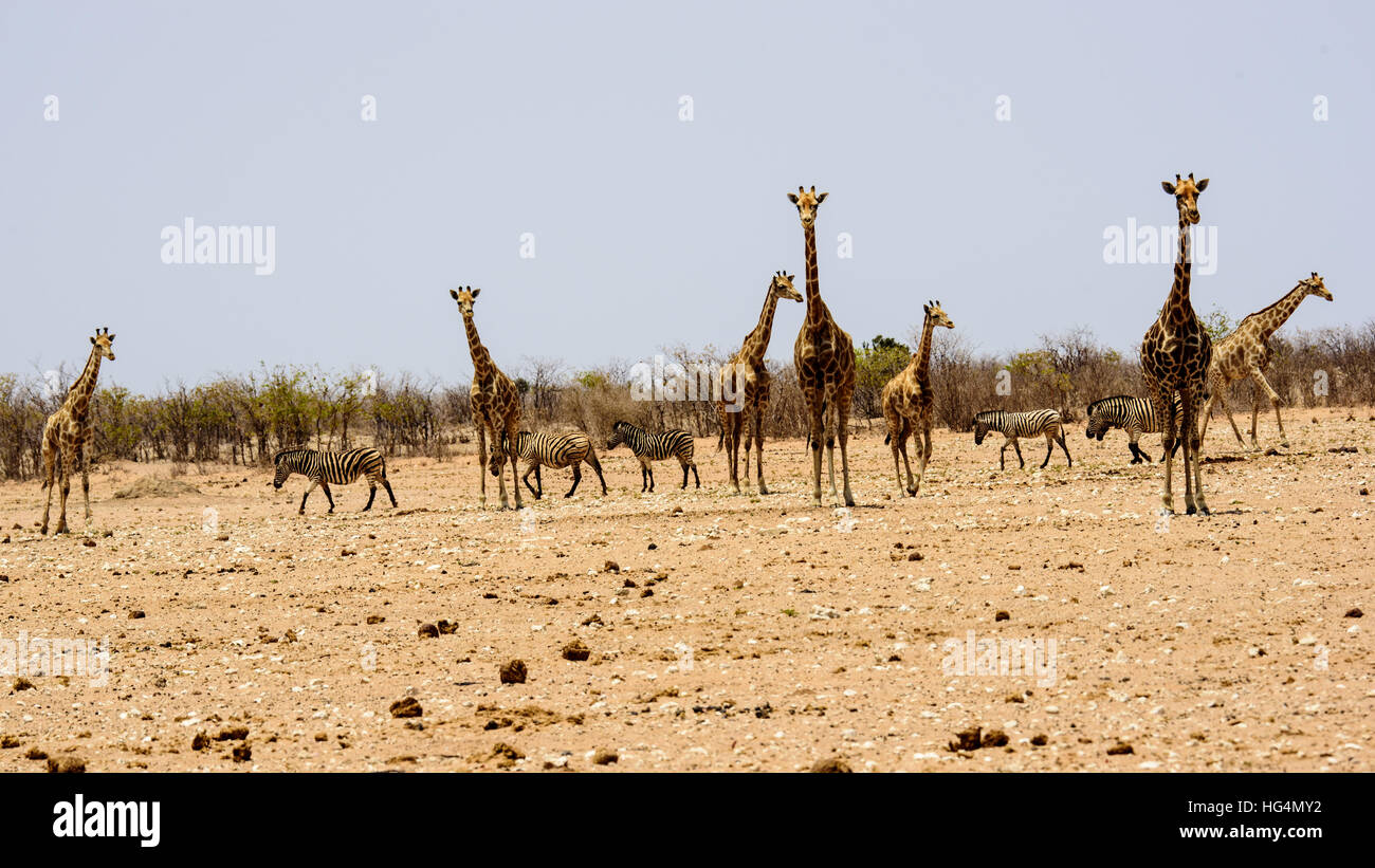 Girafe et zèbre dans la brousse Banque D'Images