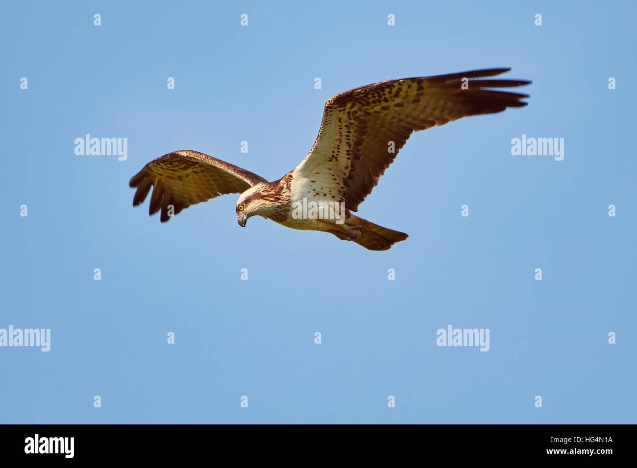 Balbuzard Sauvage encerclant le ciel prêt à frapper. Oiseau de proie majestueux la chasse sur une journée ensoleillée. Banque D'Images