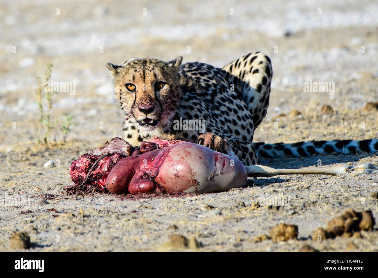 Cheetah profiter de ses repas Banque D'Images