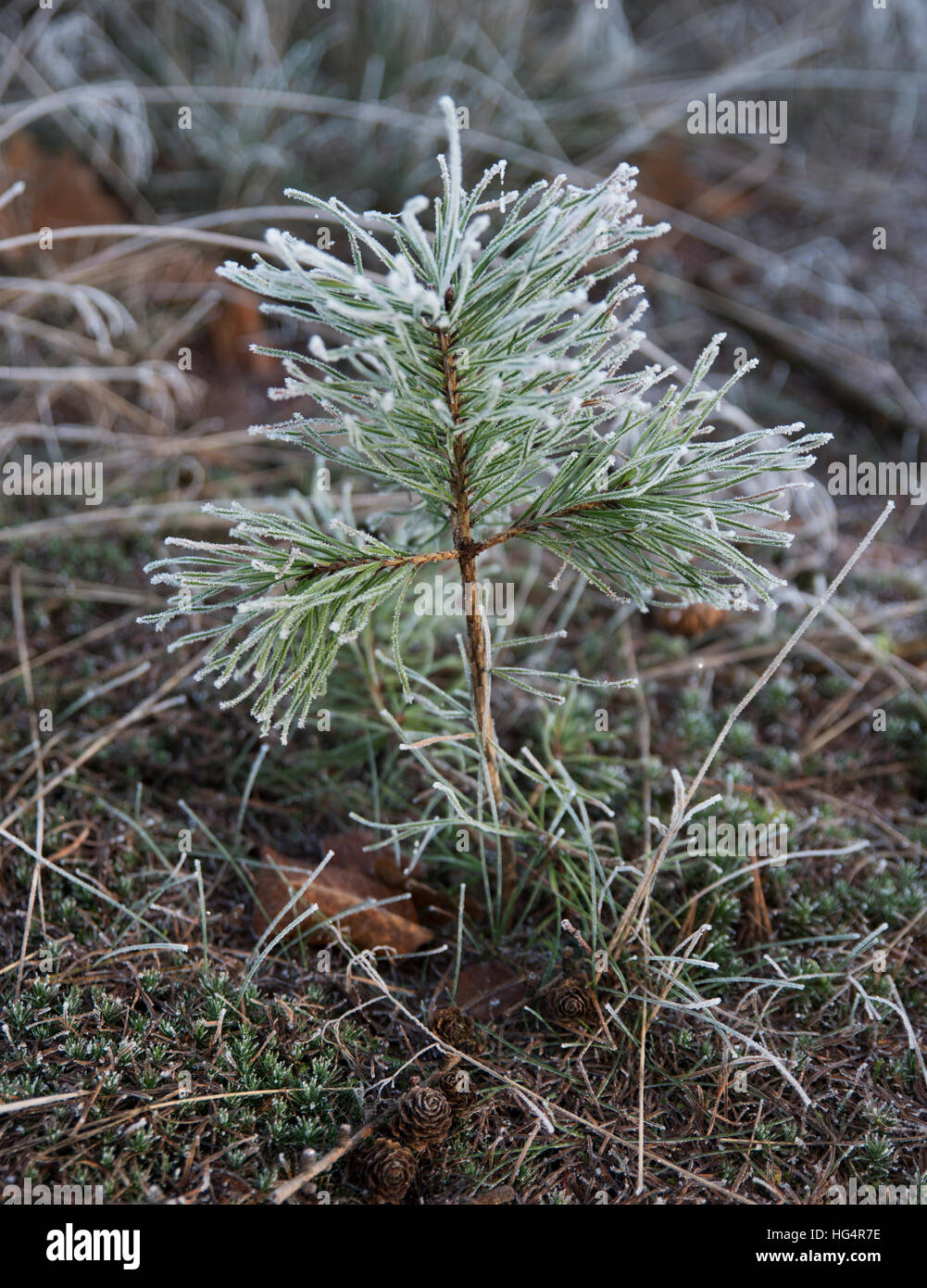 Jeune pin en paysage d'hiver froid Banque D'Images