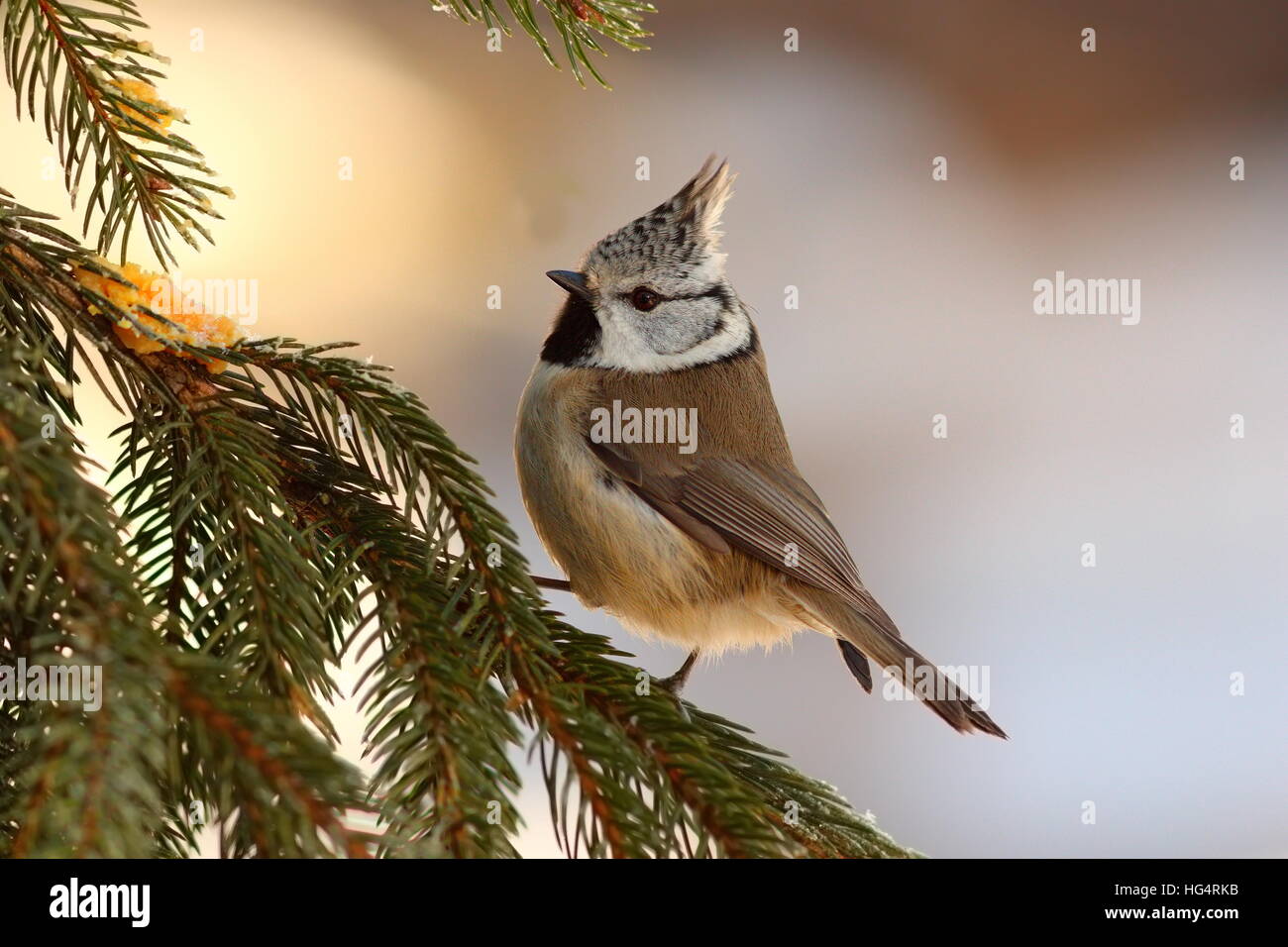 Mésange huppée européen mignon assis sur sapin ( Turdus cristatus ) Banque D'Images