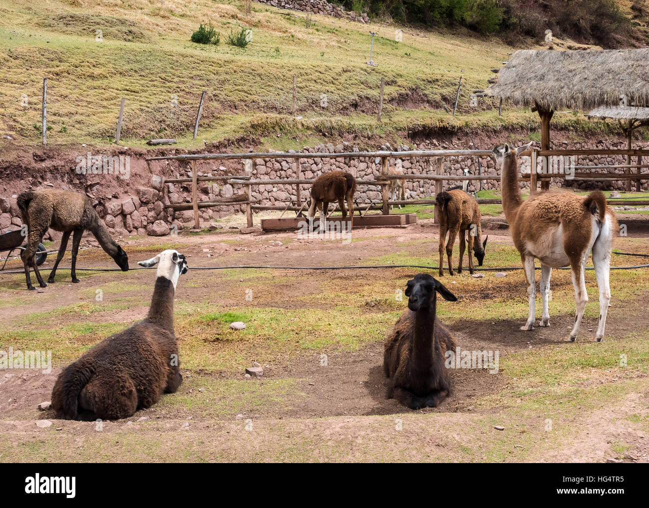 Les animaux indigènes à Awana Kancha péruvienne Banque D'Images