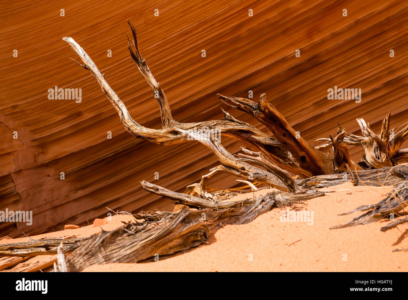 Racines d'un arbre mort à Juniper reste une petite dune de sable dans le Nord de l'Arizona. dans l'arrière-plan est une falaise à l'ombre d'un grand nombre de couches de grès création de p Banque D'Images