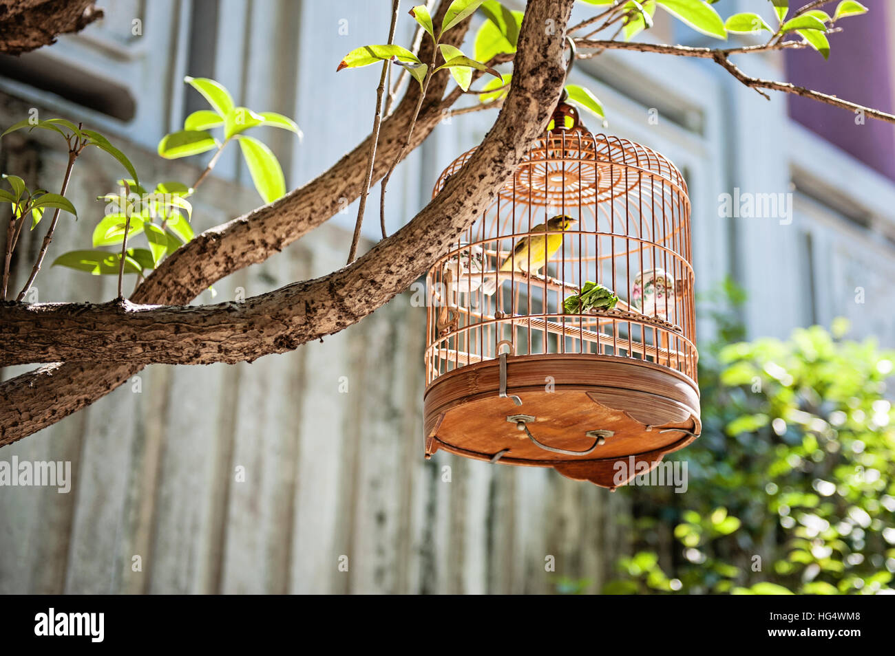 Les cages à oiseaux à Yuen Po Jardin des Oiseaux Banque D'Images