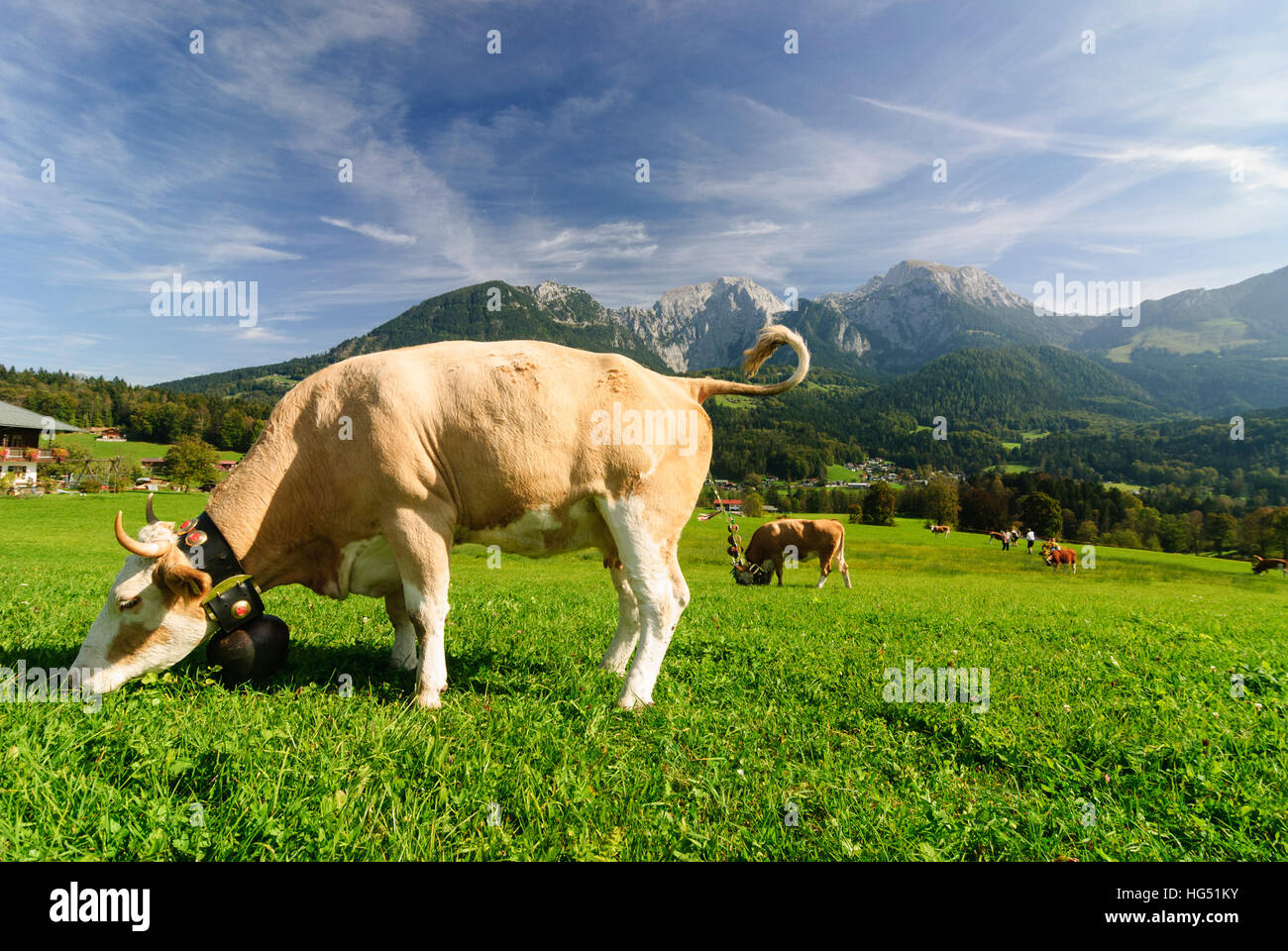 Schönau am Königssee : vache avec Bell, les pâturages, les vaches, Oberbayern, Haute-Bavière, Bayern, Bavière, Allemagne Banque D'Images