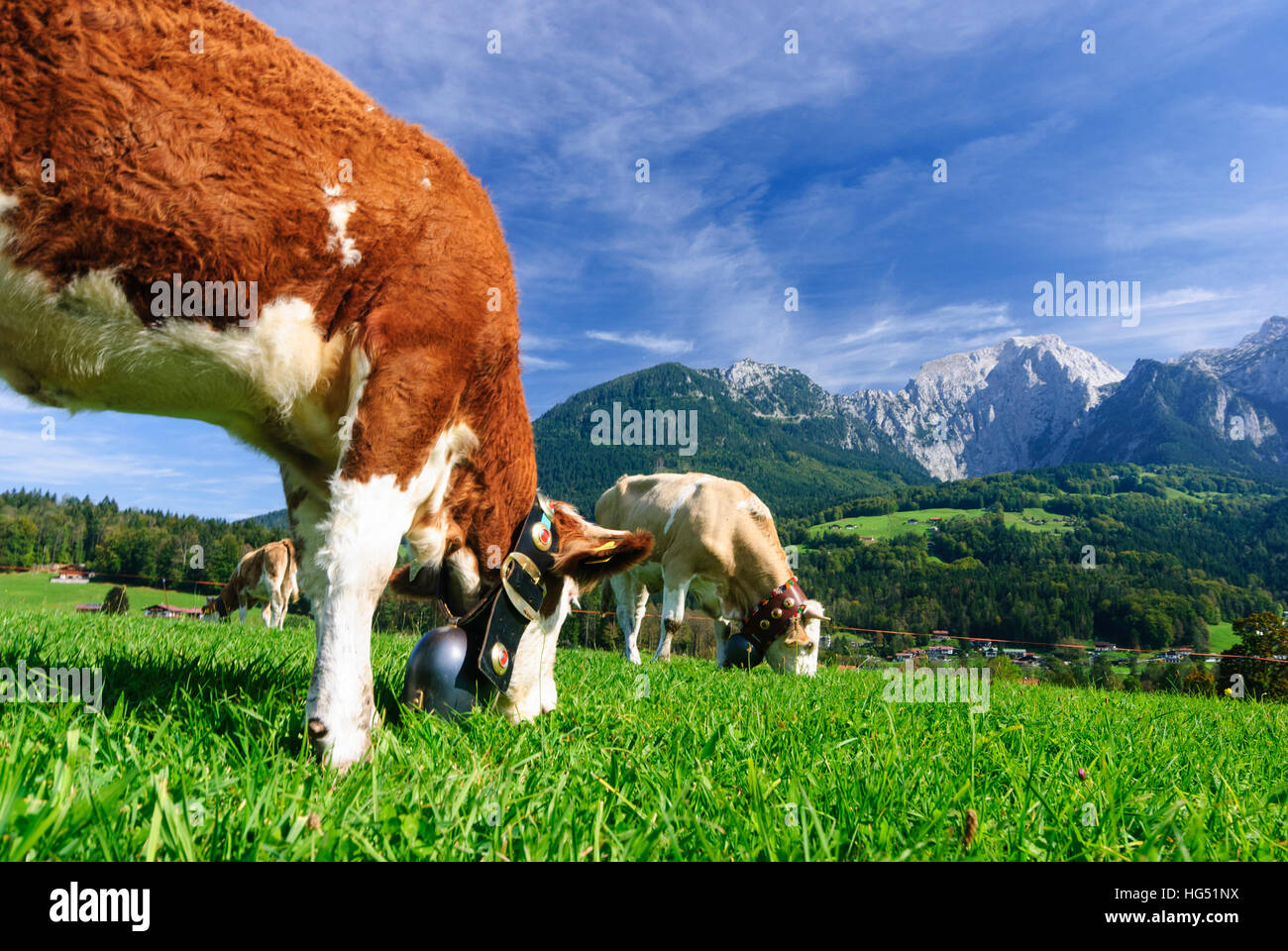 Schönau am Königssee : vache avec Bell, les pâturages, les vaches, Oberbayern, Haute-Bavière, Bayern, Bavière, Allemagne Banque D'Images