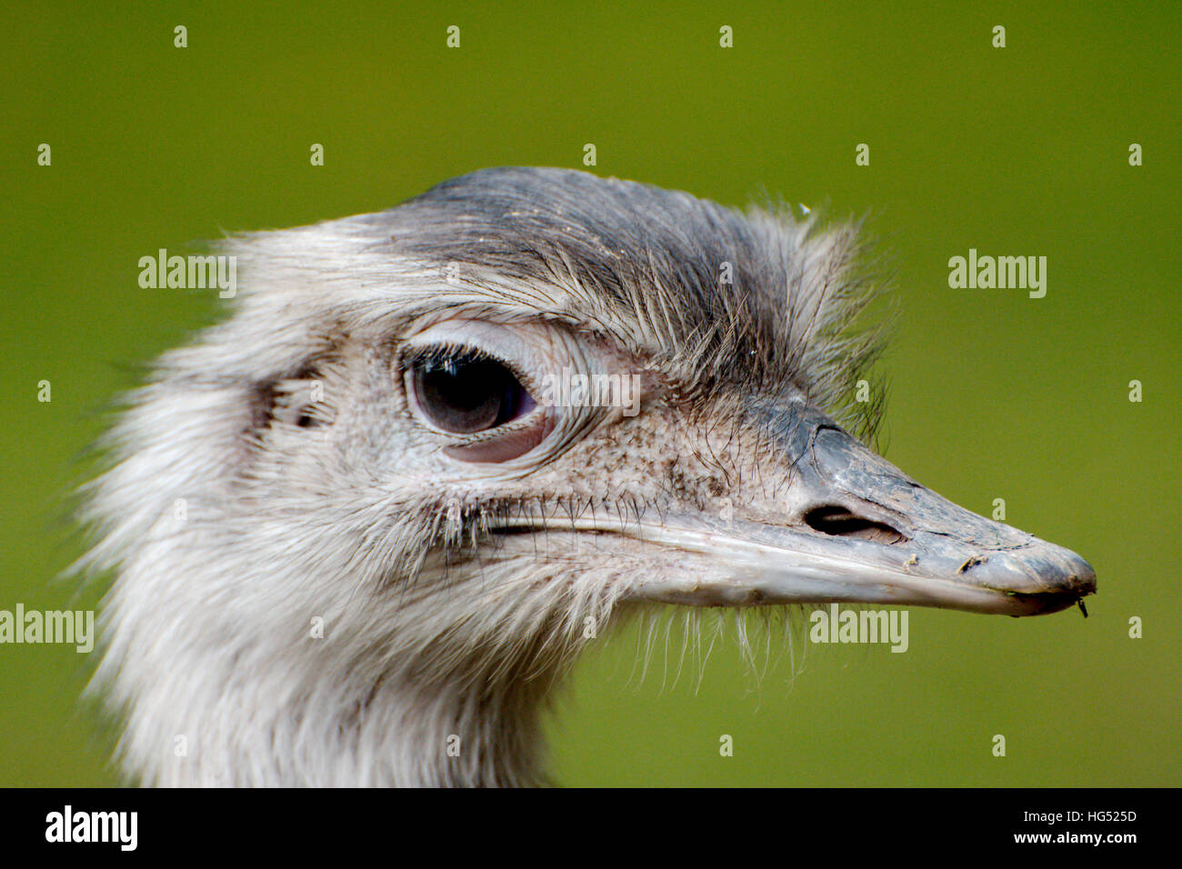 Close up d'un nandou dans un parc Banque D'Images