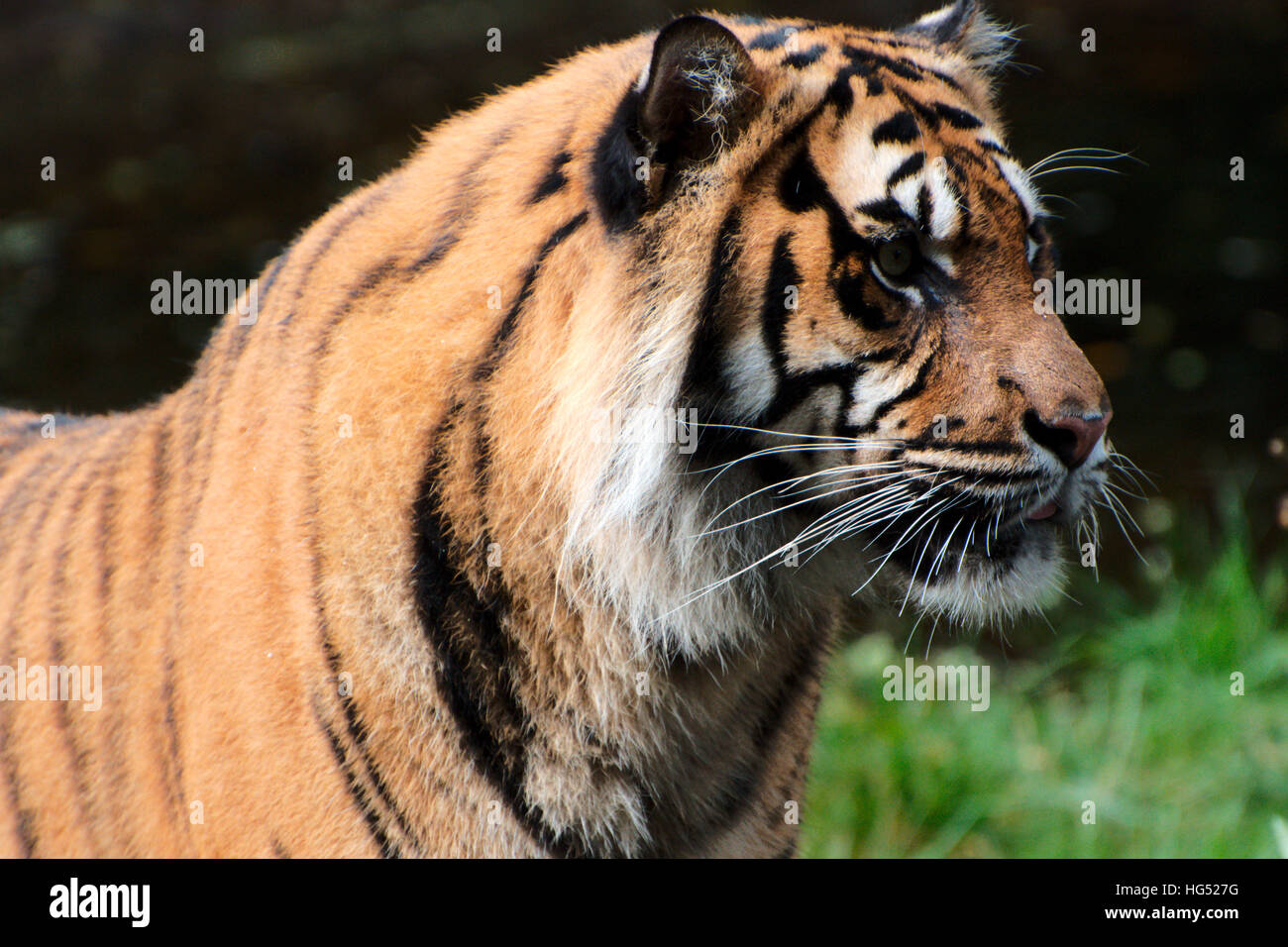 Close up of a Tiger en automne Banque D'Images