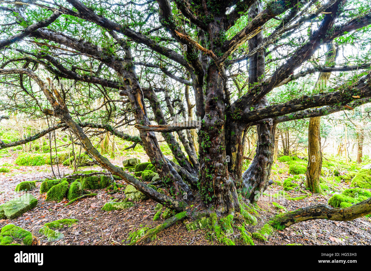 Yew Tree ancienne près de haut de Warton Crag en Amérique du Lancashire Banque D'Images