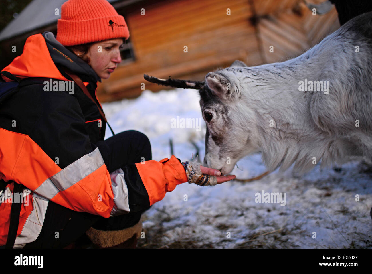 Jeune femme nourrit un renne dans l'élevage de rennes de Tuula Airamo, un S·mi descendant, par Muttus Lake. L'Inari, en Laponie, Finlande Banque D'Images