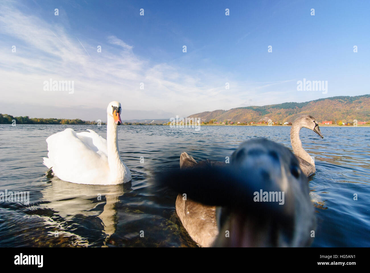 Barbing : Cygne tuberculé (Cygnus olor) avec des jeunes animaux d'attaquer sur le Danube, Oberpfalz, Haut-Palatinat, Bayern, Bavière, Allemagne Banque D'Images