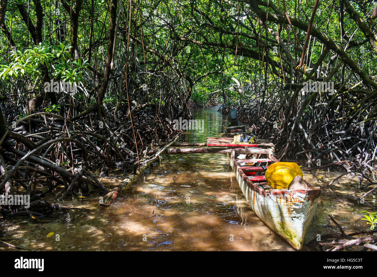 Dans la zone marécageuse lagune Utwe, Réserve de biosphère de l'UNESCO, Kosrae (États fédérés de Micronésie, du Pacifique Sud Banque D'Images