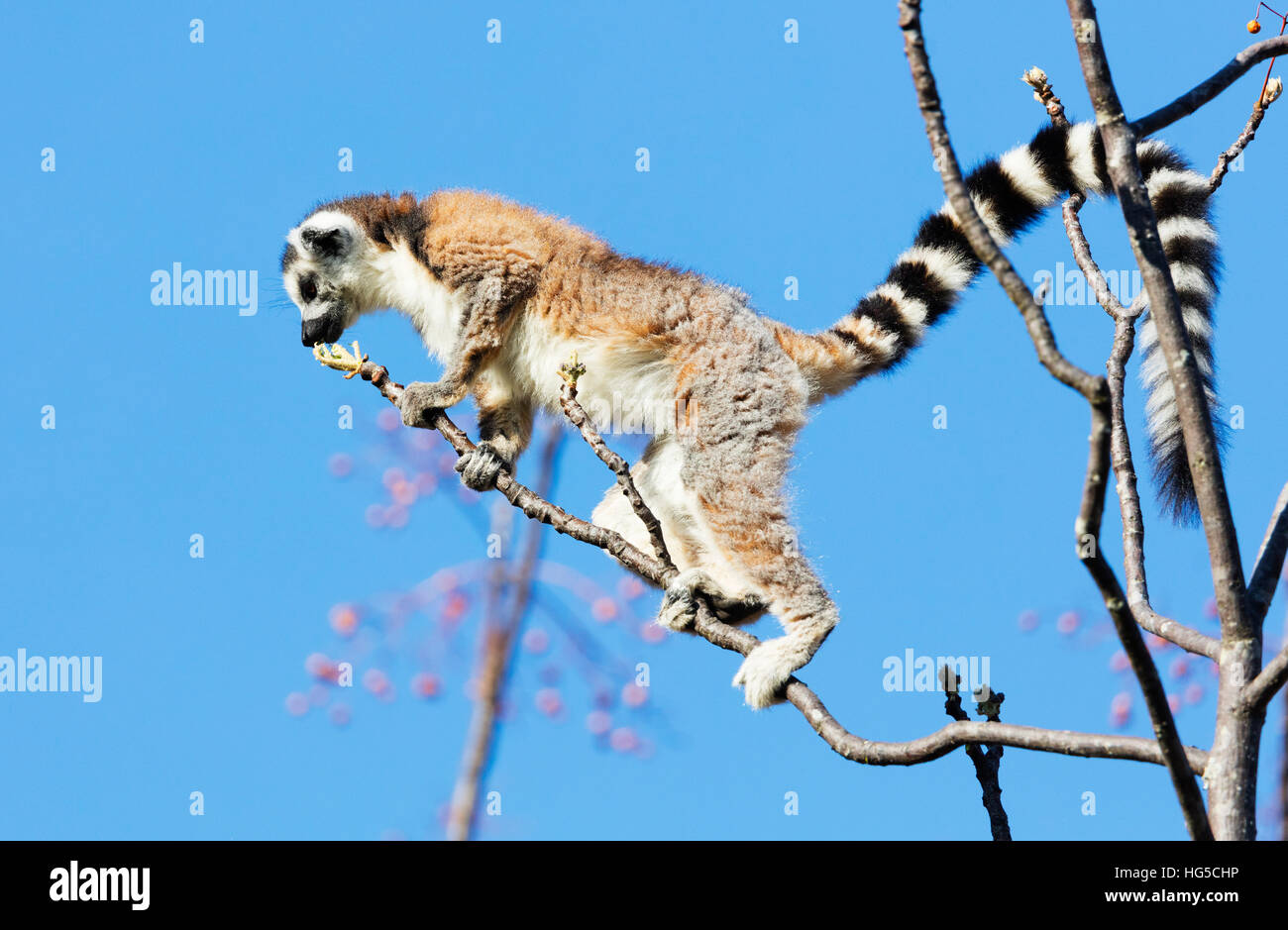 Les lémuriens à queue anneau (Lemur catta), Anja, Ambalavao, zone centrale Banque D'Images