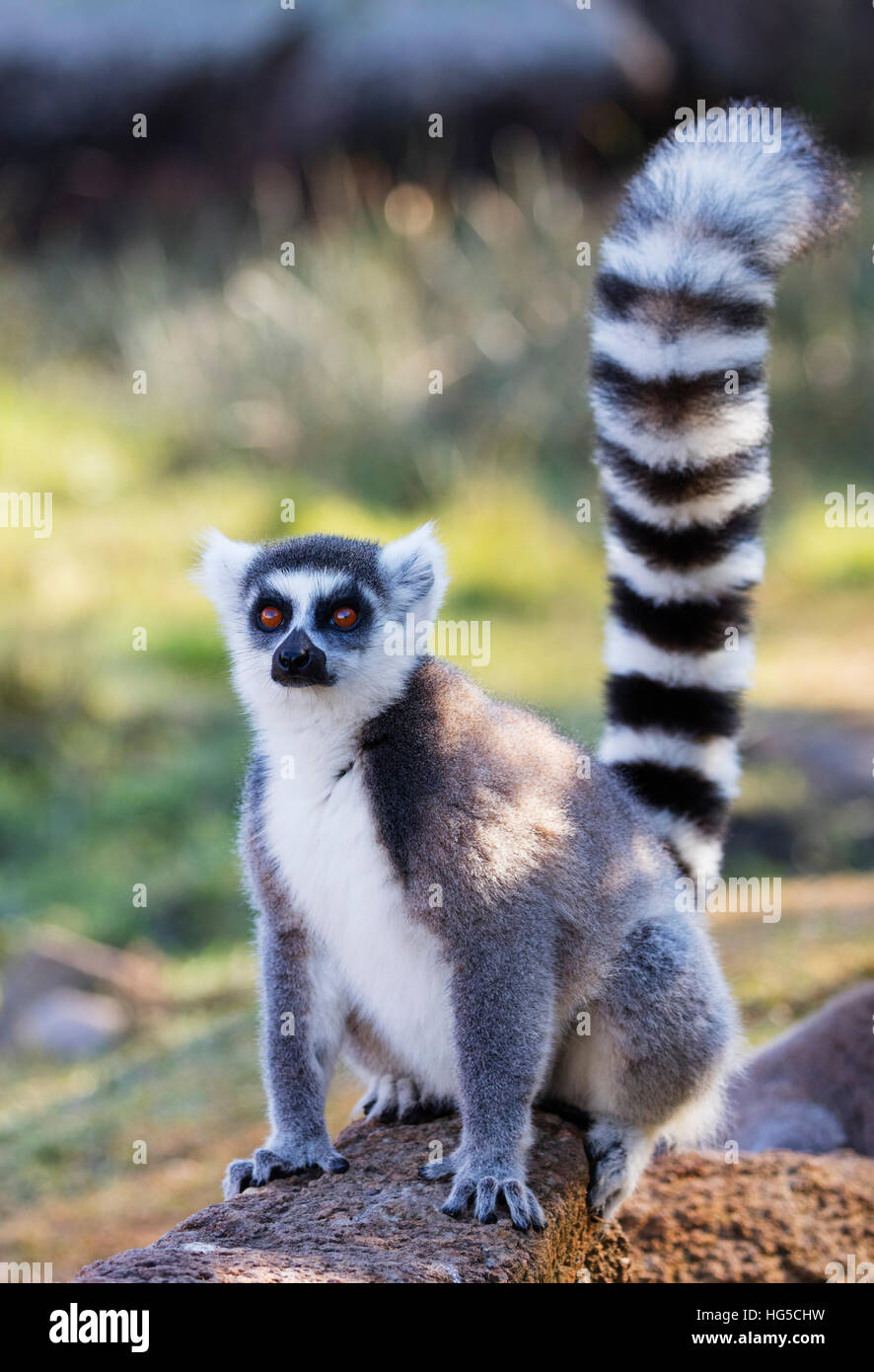 Les lémuriens à queue anneau (Lemur catta), Anja, Ambalavao, zone centrale Banque D'Images