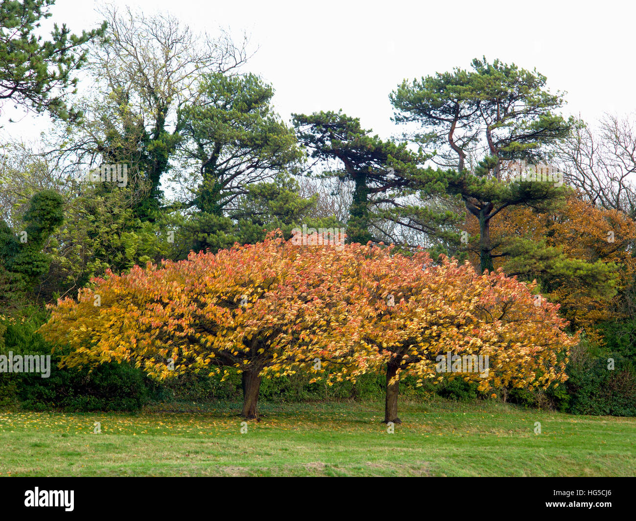 Couleurs D'Automne, Connaught Park, Dover, Kent, Royaume-Uni Dans Le Jardin D'Angleterre Banque D'Images