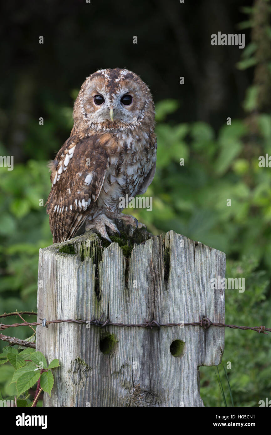Tawny owl (Strix Aluco enr), Royaume-Uni Banque D'Images