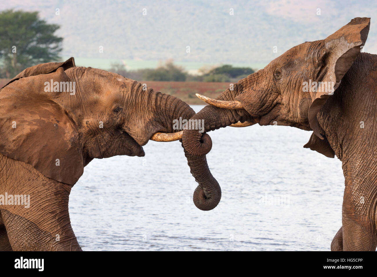 Les éléphants d'Afrique (Loxodonta africana) wrestling, Zimanga Private Game Reserve Banque D'Images