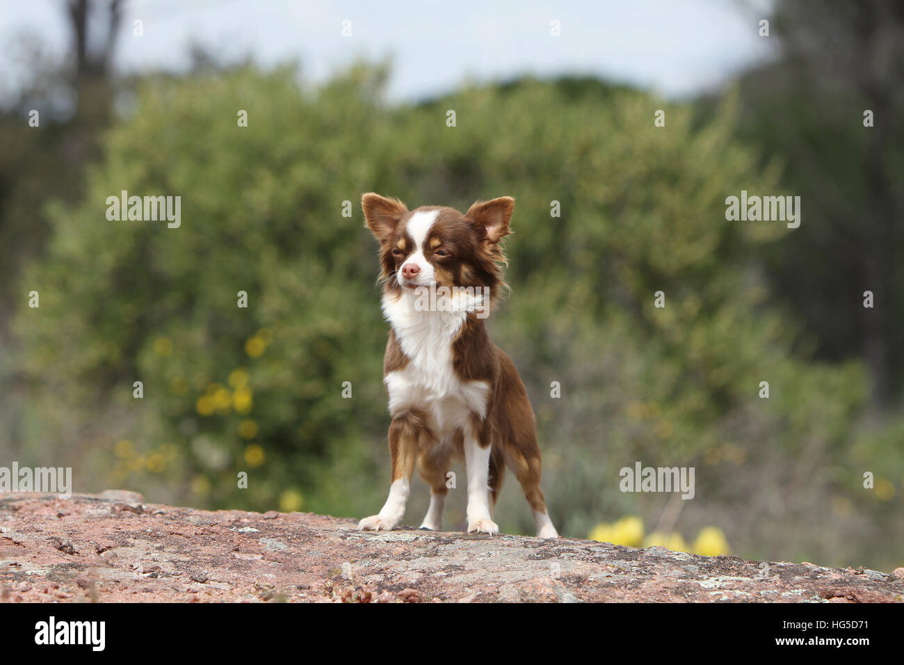 Chien Chihuahua poil long hot debout sur un rocher Banque D'Images
