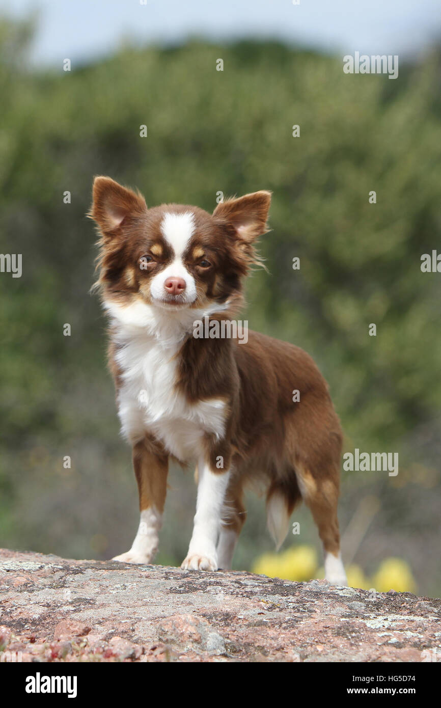 Chien Chihuahua poil long hot debout sur un rocher Banque D'Images