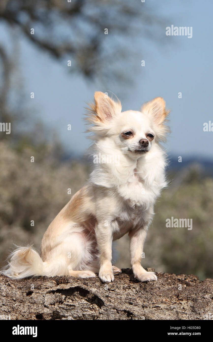 Chien Chihuahua poil long hot assis sur un rocher Banque D'Images