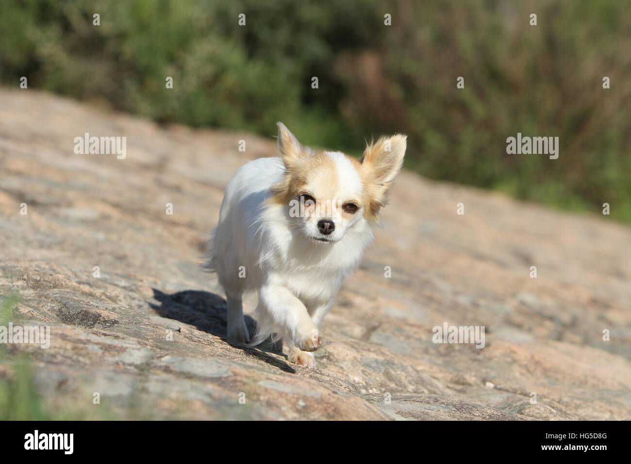 Chien Chihuahua poil long balades adultes sur le terrain Banque D'Images