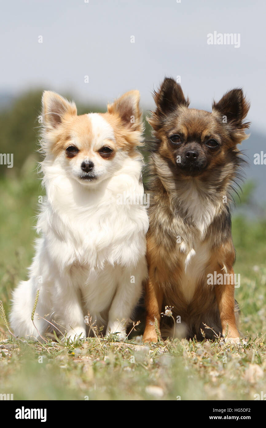 Chien Chihuahua poil long et poil court / deux adultes assis différentes  couleurs Photo Stock - Alamy