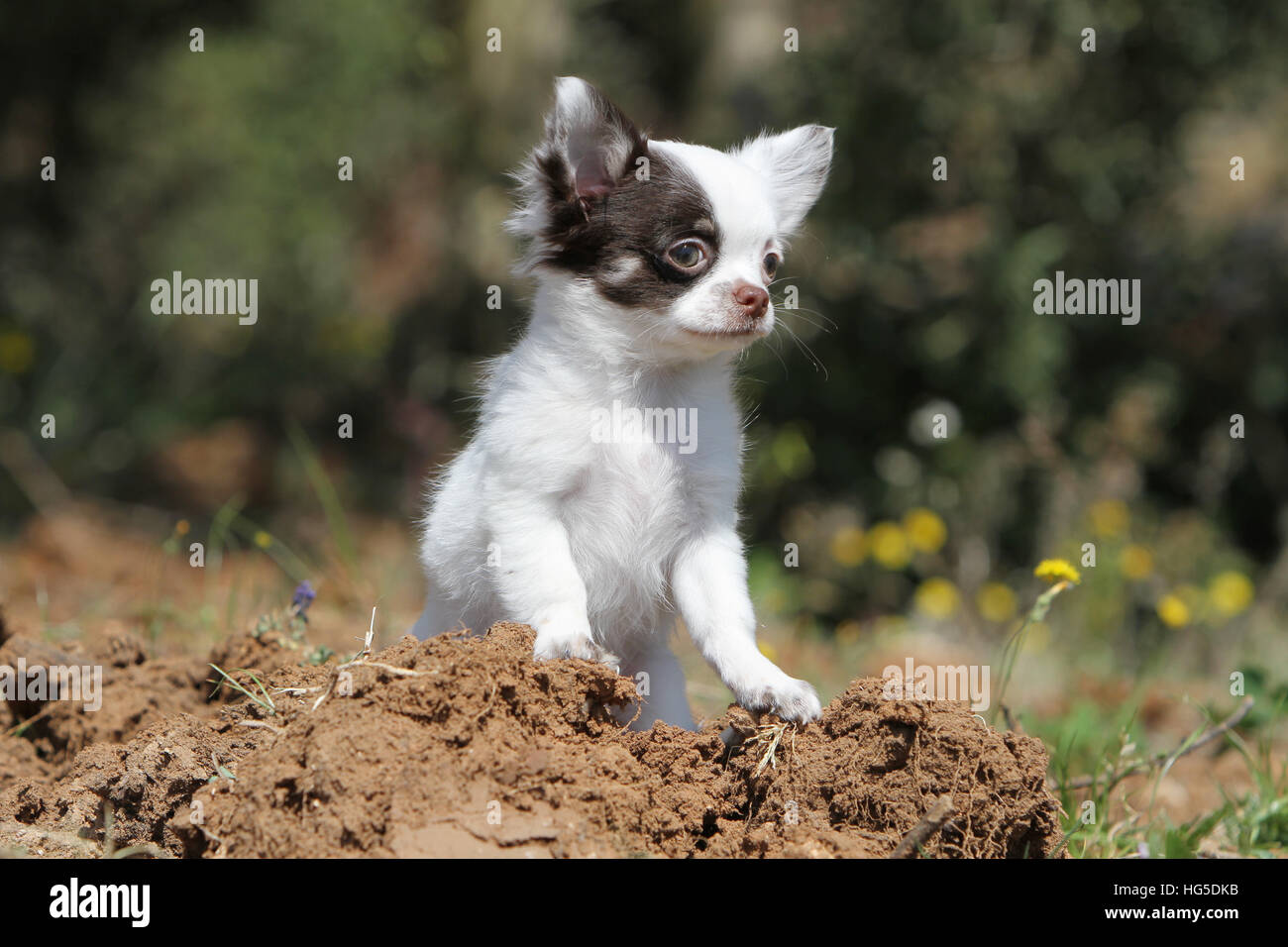 Chien chiot Chihuahua poil long standing Photo Stock - Alamy