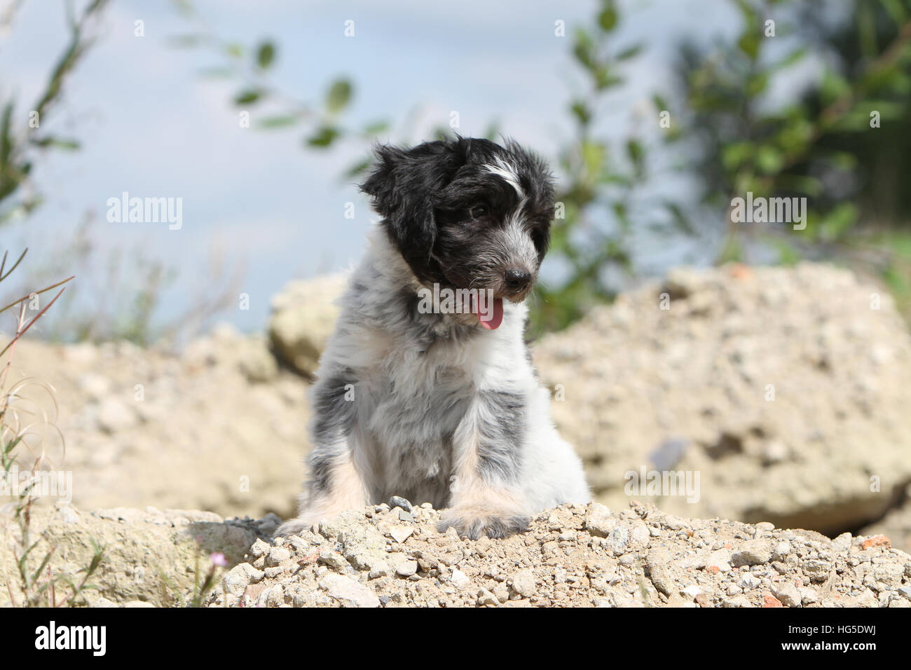 Schapendoes Chien Chiot Berger Hollandais Allongé Sur Le