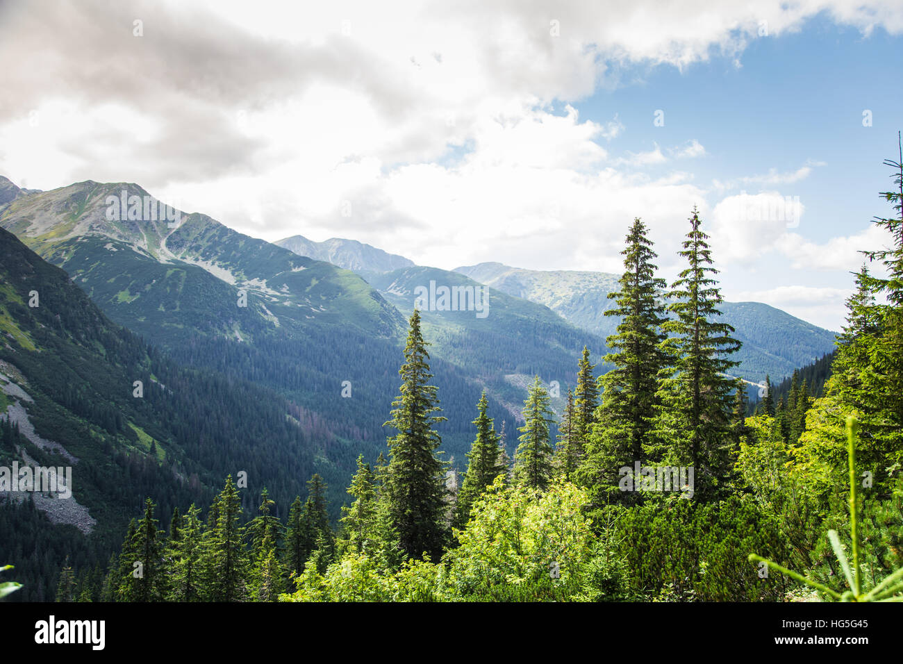 Un magnifique paysage de montagne avec des arbres Banque D'Images