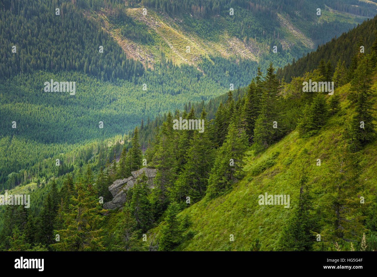 Un magnifique paysage de montagne avec des arbres Banque D'Images