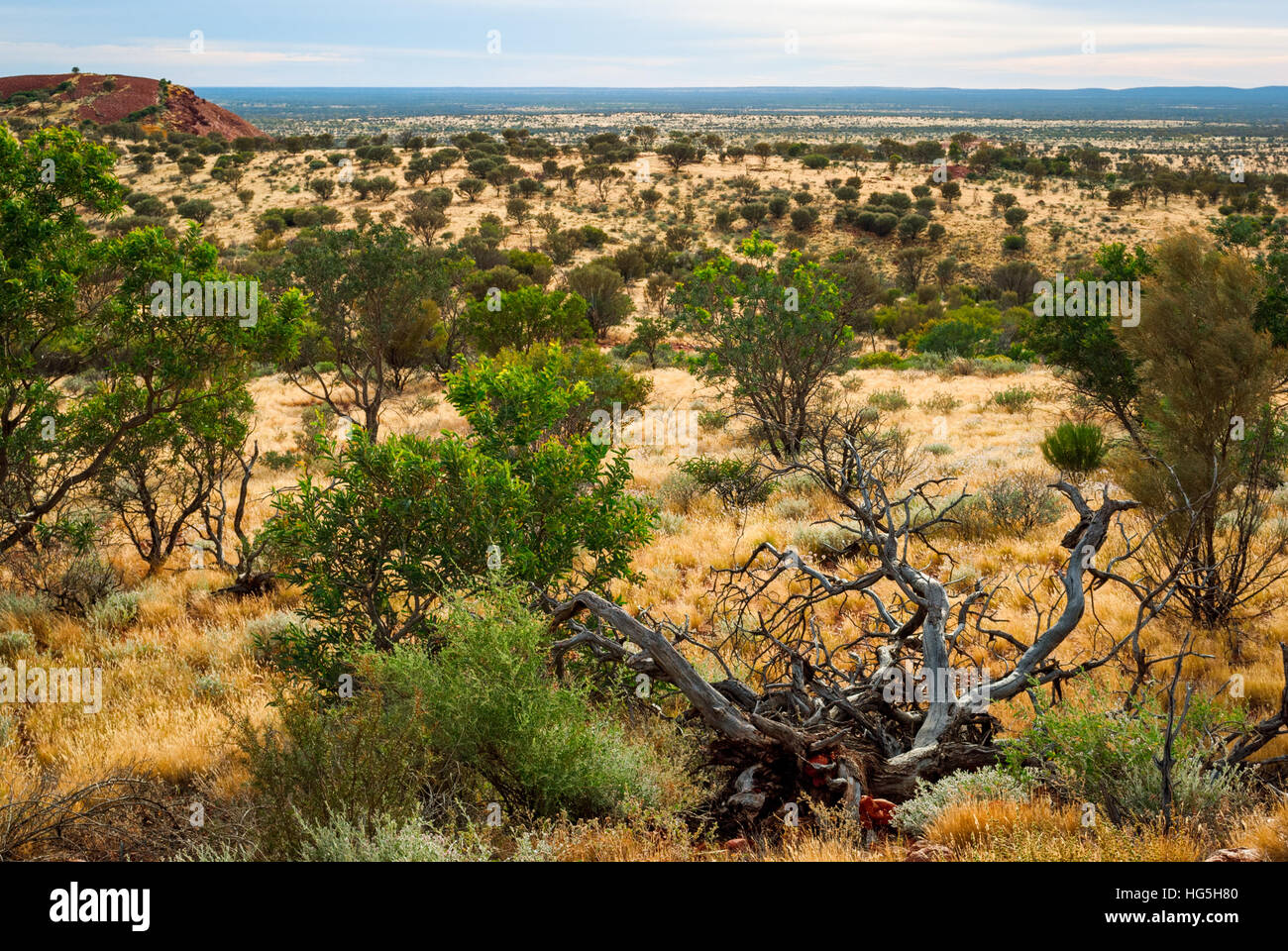 Le désert australien (outback) dans le Territoire du Nord Banque D'Images