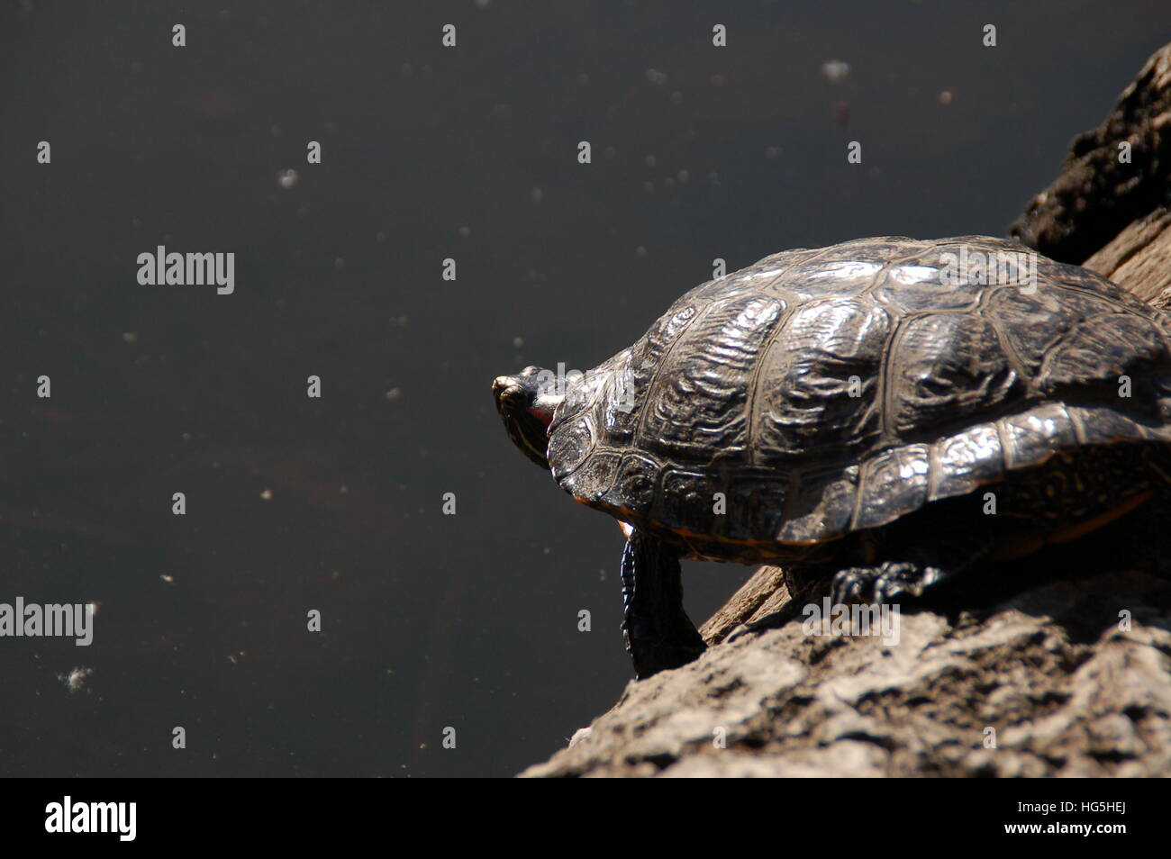 Un hibou rouge envisage de tortues d'une plongée dans le lac de Anza près de Berkeley, CA. Banque D'Images