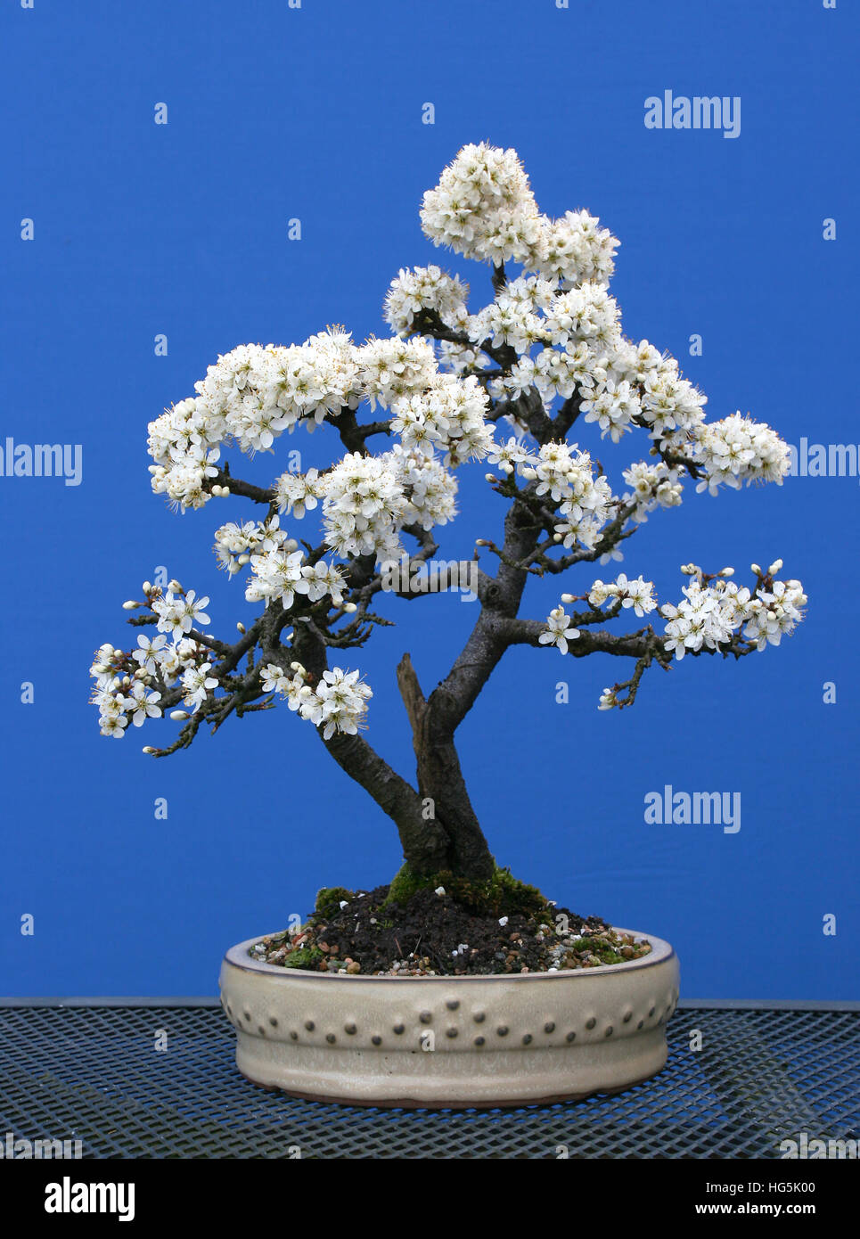 Floraison Blackthorn bonsai en développement par un amateur en Irlande du Nord Banque D'Images