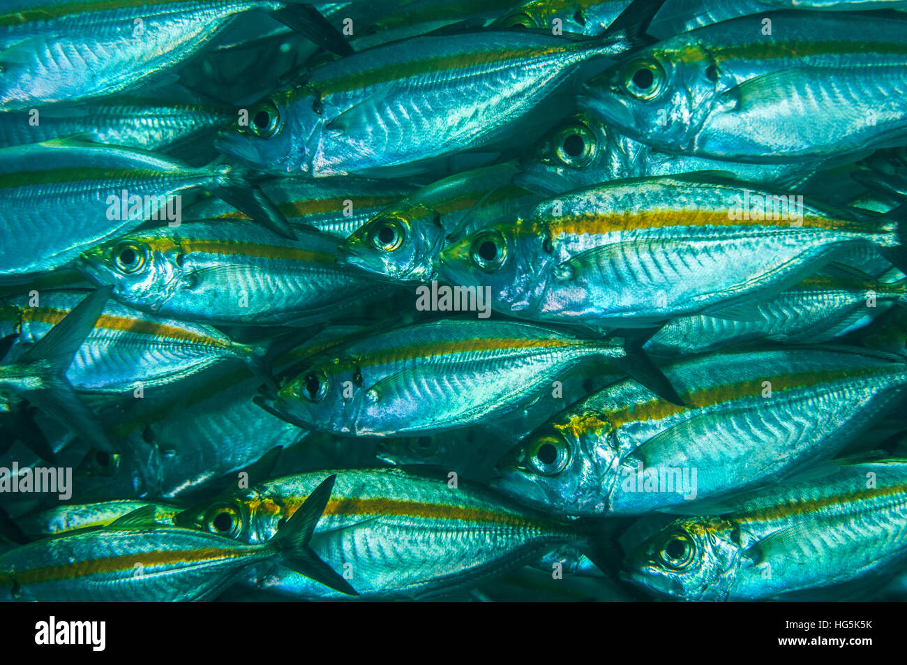 La bande d'or de fusiliers (Caesio caerulaurea), Bali, Indonésie Banque D'Images