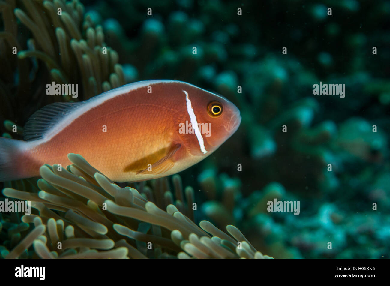 Poisson clown (Amphiprion perideraion rose) à Bali, Indonésie Banque D'Images