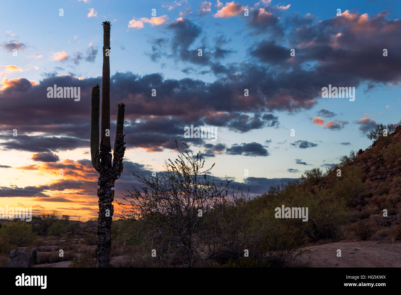 Silhouette de cactus Saguaro contre un coucher de soleil dans le désert de Sonoran Banque D'Images