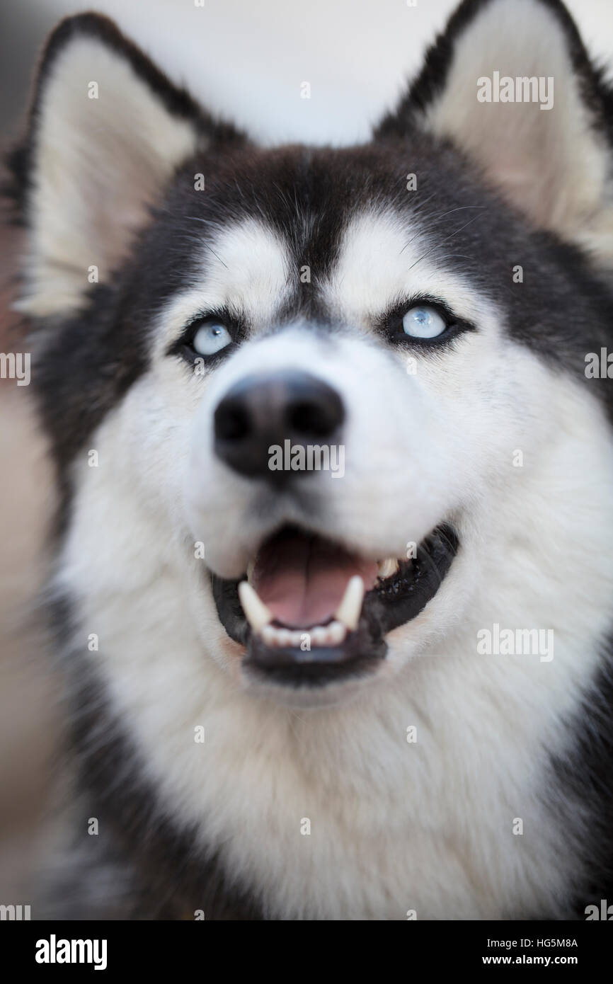 Le noir et blanc Husky Sibérien Face Close Up Banque D'Images