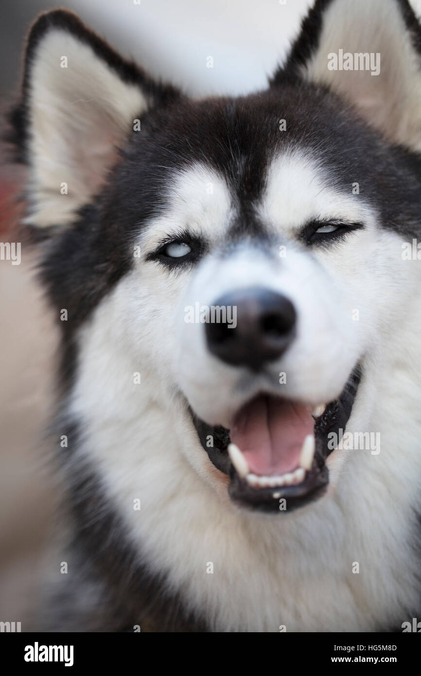 Le noir et blanc Husky Sibérien Face Close Up Banque D'Images