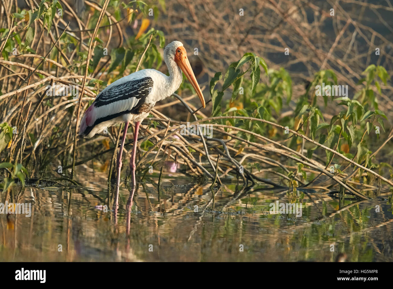Cigogne peinte dans la réflexion de l'habitat naturel Banque D'Images
