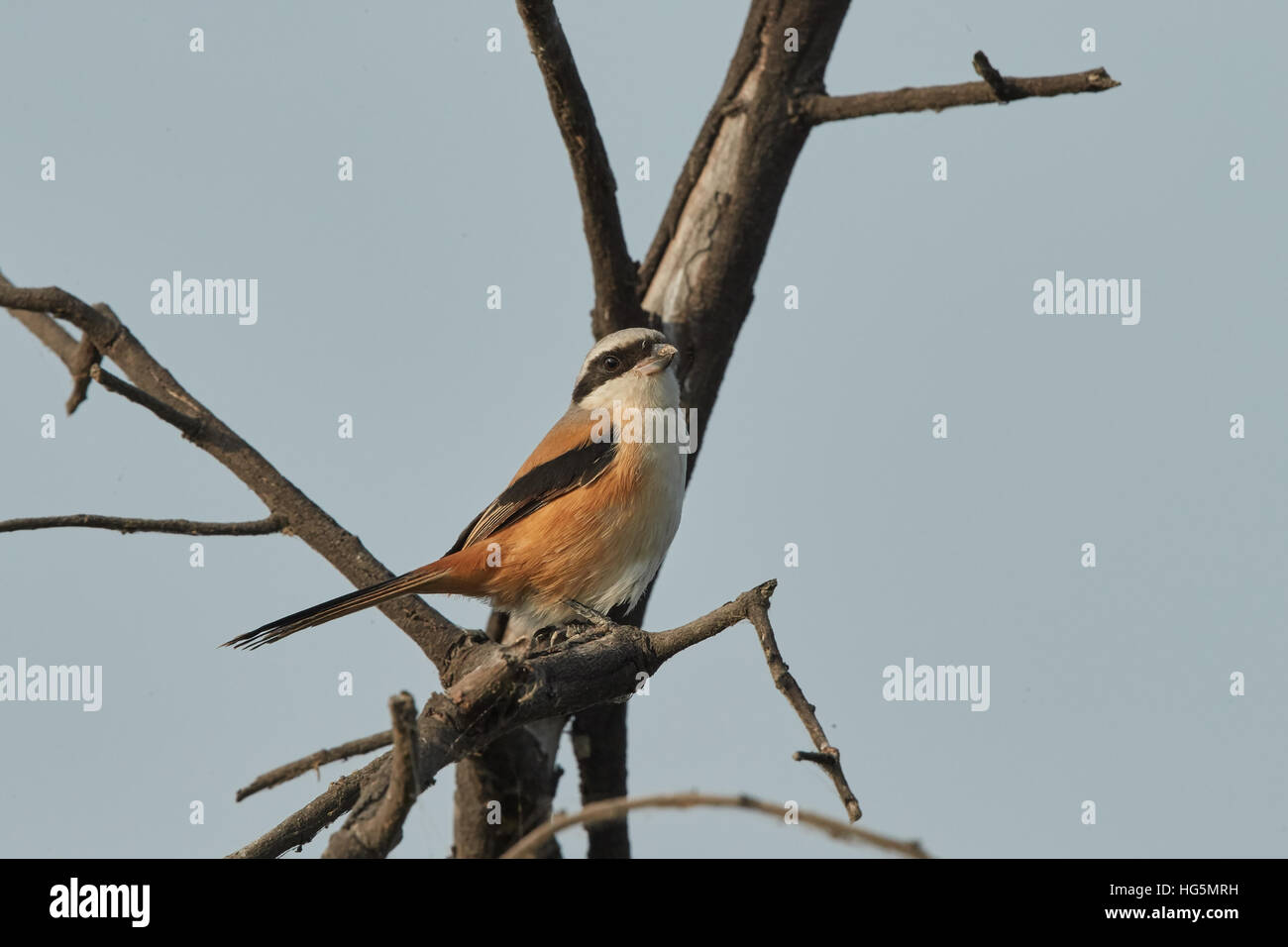 Bay-grièche écorcheur (Lanius vittatus) oiseau perché sur une branche, fond gris Banque D'Images