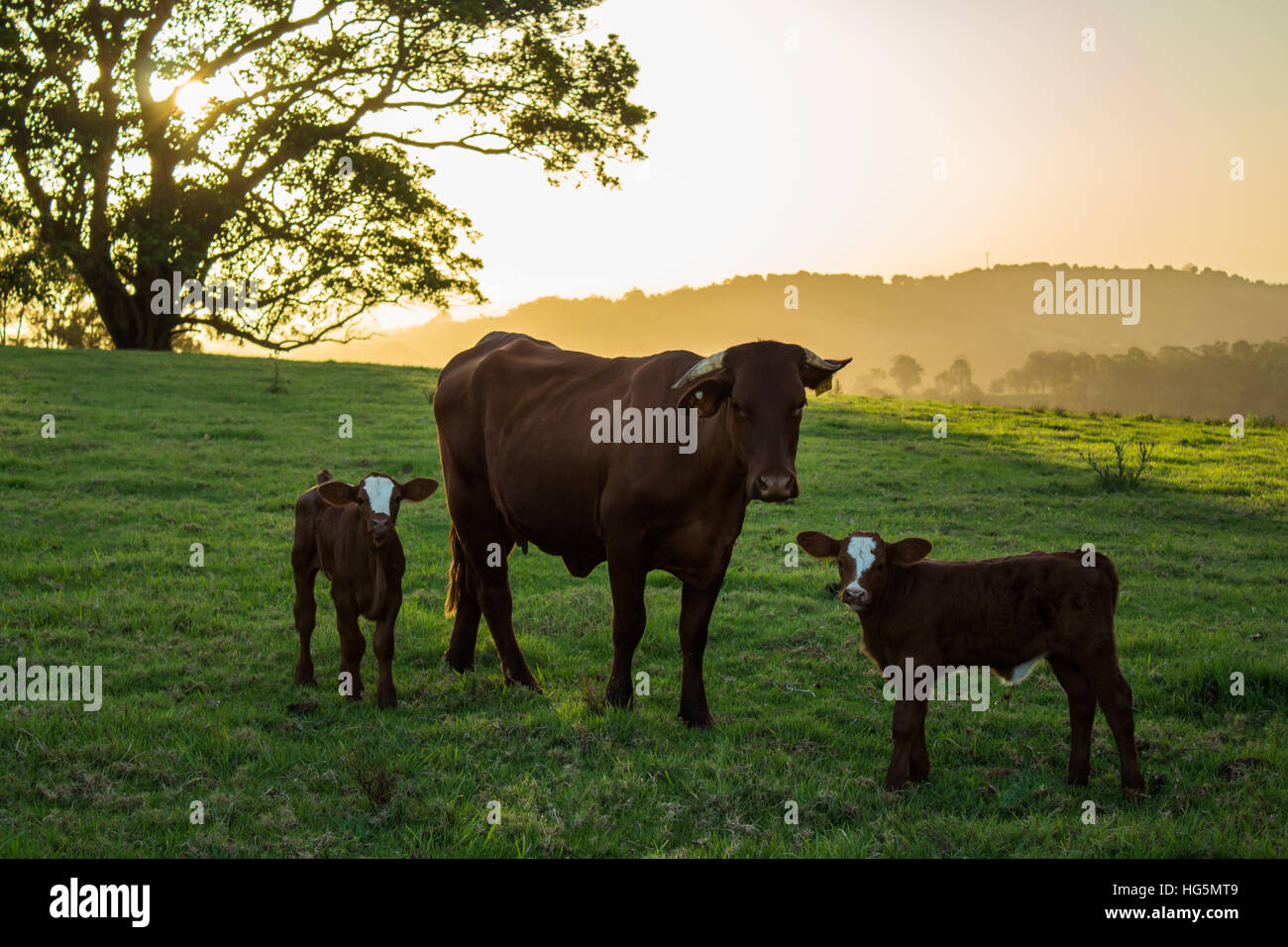 Vaches dans un champ permanent Banque D'Images