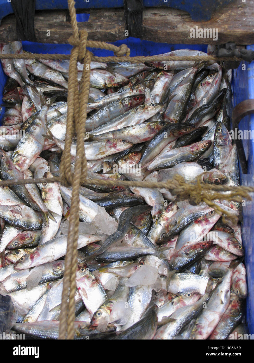 Le poisson dans le panier pour la vente. Normalement pêcheur sur les bicyclettes au Kerala sur rue pour vendre. Kerala, Inde Banque D'Images