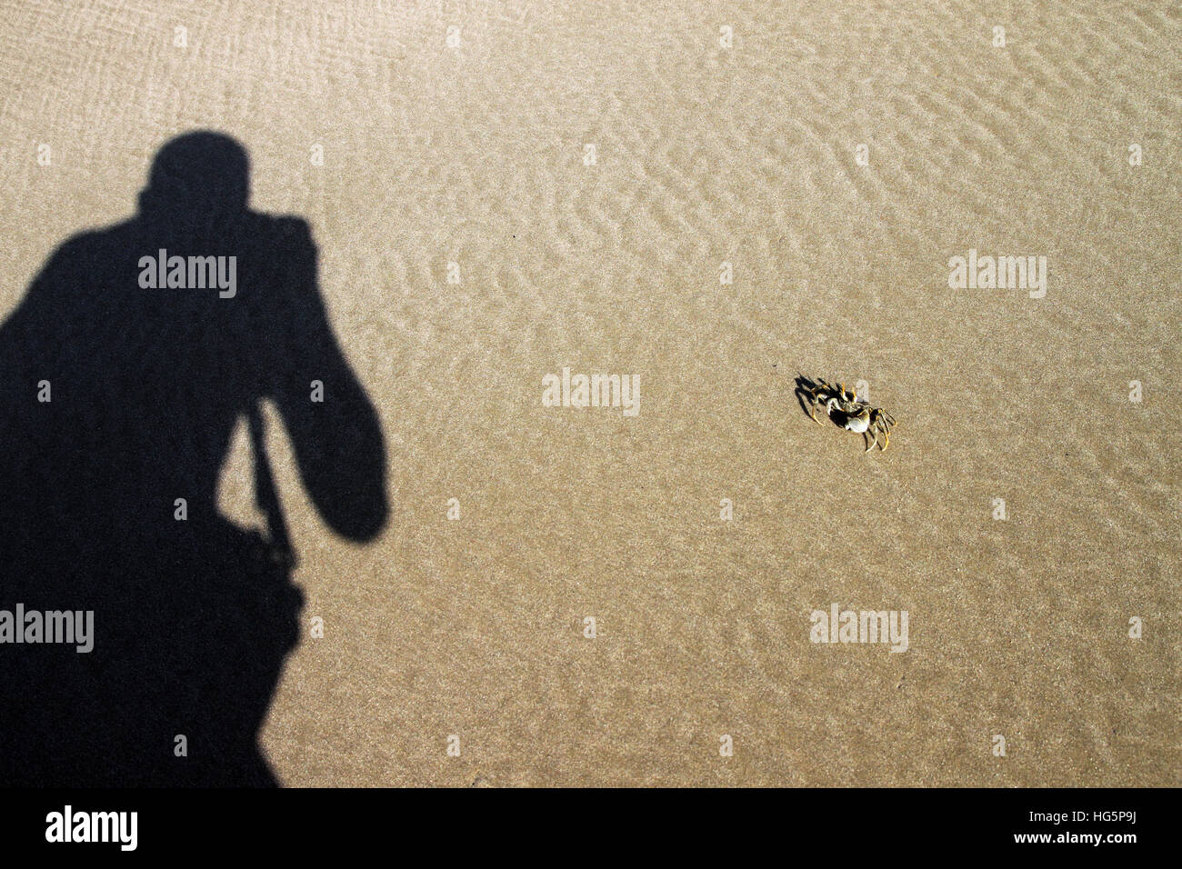 Shadow of a man taking photo de crabe sur la plage Banque D'Images