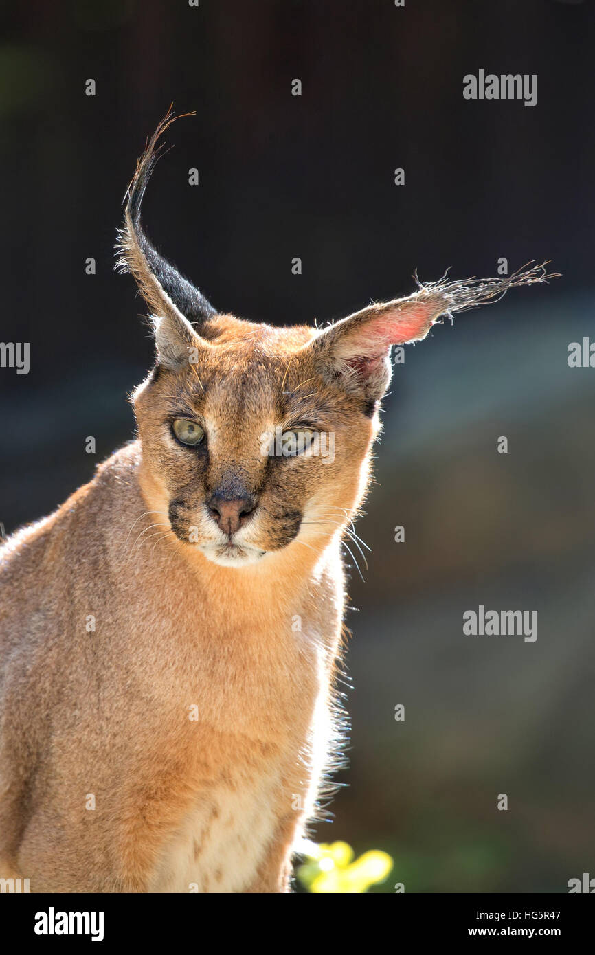 Caracal dans la nature, un portrait Banque D'Images Caracal dans la nature, un portrait Banque D'Images